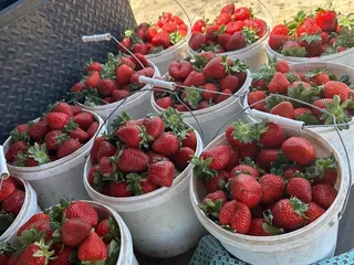 Saechao Strawberries Stand