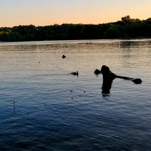 We saw so much wildlife! Here was the duck family.