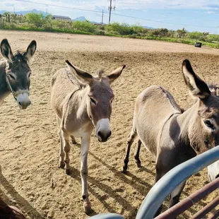 Yearling donkeys!!!