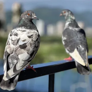 These guys came to hang out with us this morning on the balcony