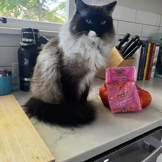 Caitlin N.