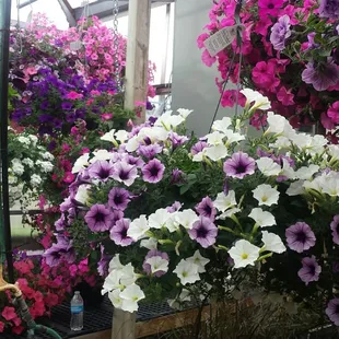 Their petunia hanging baskets are pretty nice