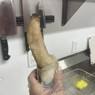 Geo Duck (Giant Clam)