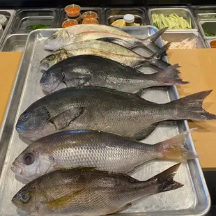 Fresh fish of the day