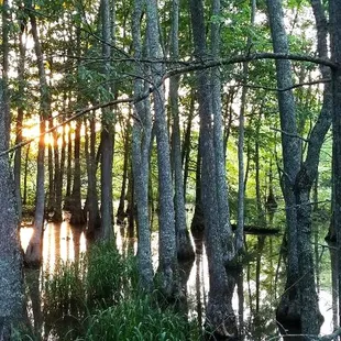 Sunset on the swamp.
