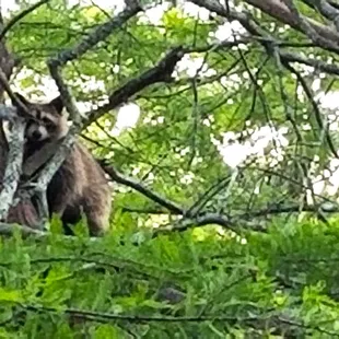 This racoon was very curious about us.