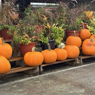 Pumpkins