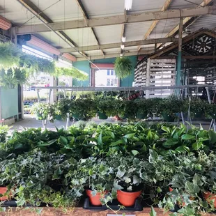 Beautiful plants for your patio or?