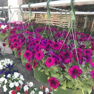 Spring flowers - so pretty.