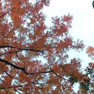 Fall tree looking up at the sky.