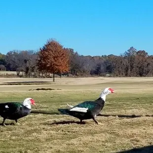 Hole 6:  Thanksgiving Duck Crossing 2018