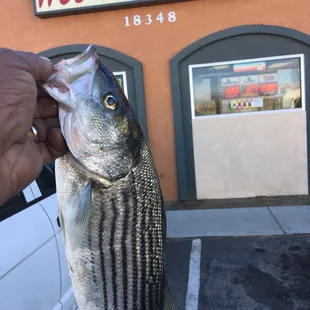 Pic live bait tackle, good food an much more at Wee Vill Market, Home XXXBLOOD fish attractant, just ask Maria