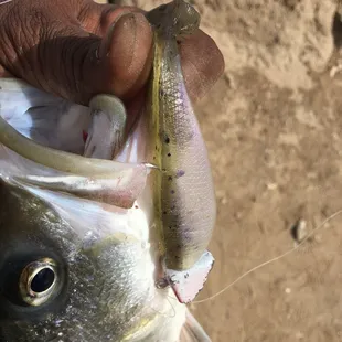 Wee Market bait and tackle