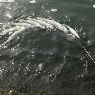 Best bait and tackle on the on the 138