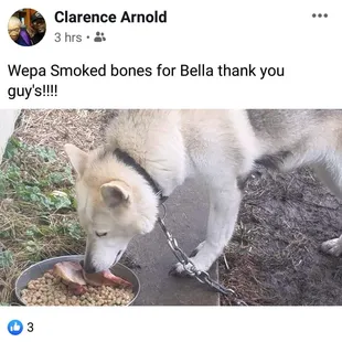 a dog eating from a bowl