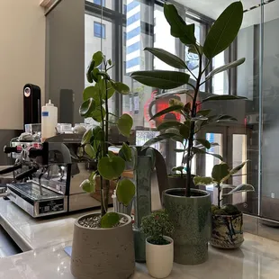 a coffee machine and potted plants