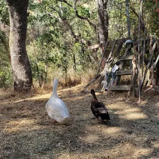 BFF duckies. I think they were gossiping about my dress.