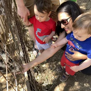 twins feeding the goats