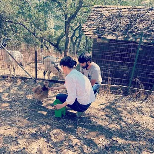 Our guests enjoyed petting the chicken