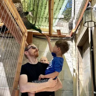 feeding the friendly peacock