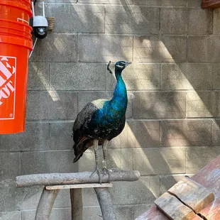 Kevin the new peacock!
