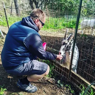 Feed the goat Bouncy!