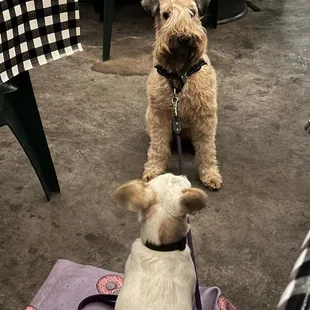 Their outdoor patio welcomes all of our four-legged friends to dine alongside of us.