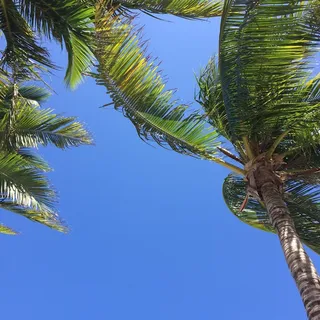 T S.