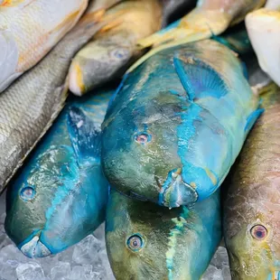 Parrot Fish - We offer fish cleaning as one of our services here.