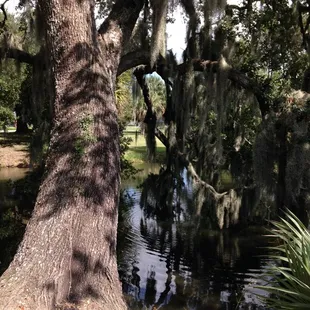 Cypress and live oak trees in City Park