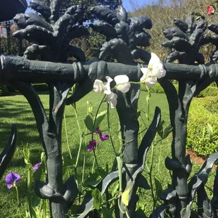 Garden District cornstalk fence at Col Short's Villa.