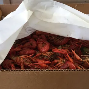 Crawfish season begins around St Patrick's Day and ends around July 4