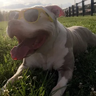 Fendi the Pitbull in her natural habitat