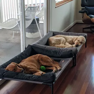 The cutest pups that we loved playing with