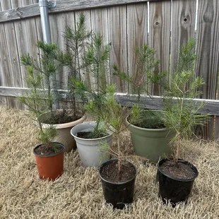 Virginia Pine trees to plant at home