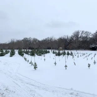 Christmas tree field