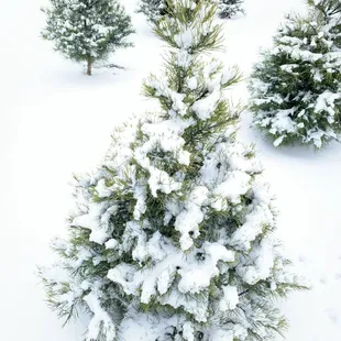 Christmas Trees in the snow
