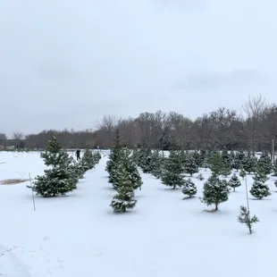 Christmas tree field