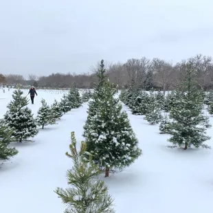 Christmas tree field