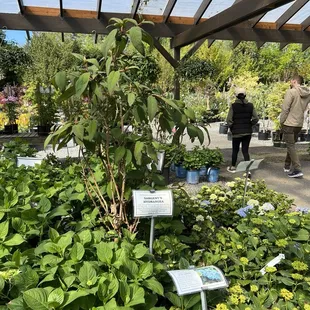 Sargent&apos;s hydrangea and others in the hydrangeas section