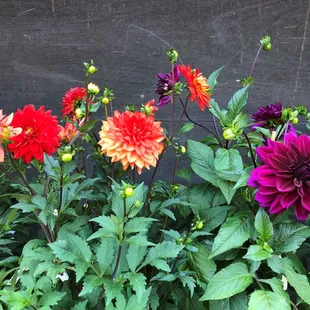 Dahlias