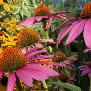 Echinacea