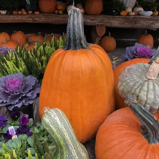 Pumpkins and more!