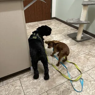Wellspring Animal Hospital