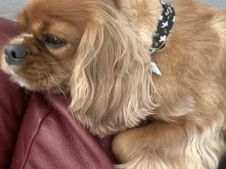 Chisholm Creek Pet Resort