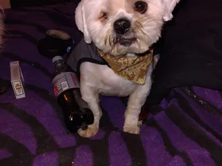 Muttamorphosis Dog Grooming