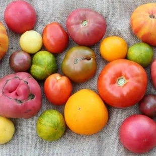 some of the heirloom tomato varieties that we grow