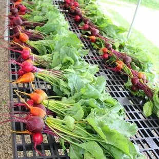 tri-colored beets getting washed for the CSA boxes