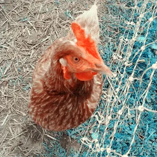 Hector. Hanging close by in case there's food.