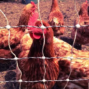 Hector. Looking for food.